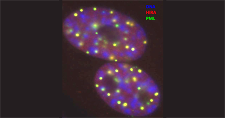 Introducing Aging Biology - Intro image 4