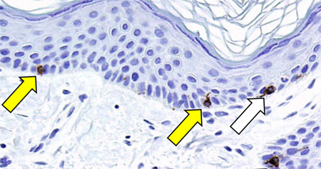 Introducing Aging Biology - Intro image 5